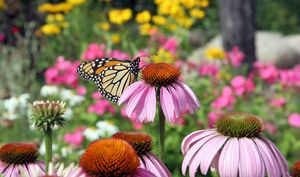 Garden for Wildlife:
